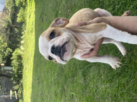 Bulldog dişi bebekler