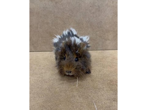 Ginepig yavrular gün içi gönderim sağlanmakta