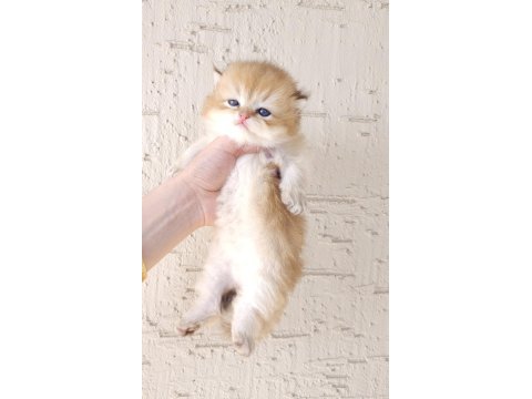 Safkan british longhair oğlumuz yeni yuvasını arıyor