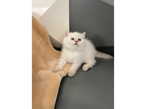 British blue point erkek yavru