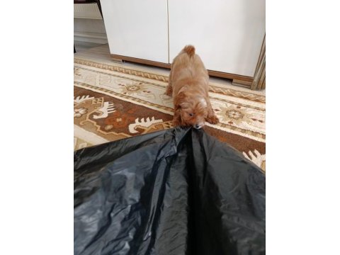 3 aylık yavru toy poodle