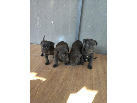 Cane corso yavrularımız 