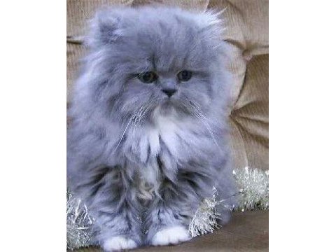 British longhair yavrular evinizin neşesi olacaktır