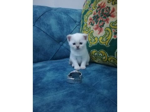 3 dişi şecereli babanın kızları point scottish fold bebekler