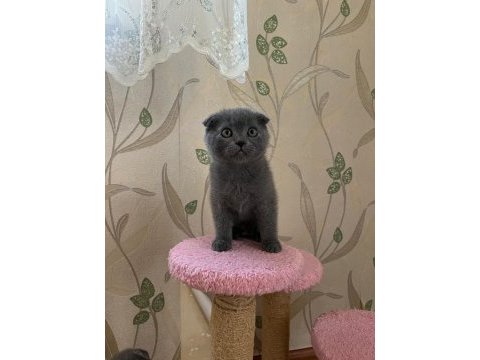 Scottish fold yavrular