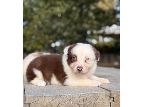Orjinal safkan border collie yavrular