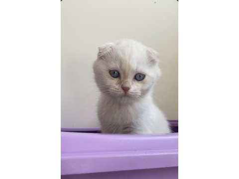 2.5 aylık erkek scottish fold acil yuva