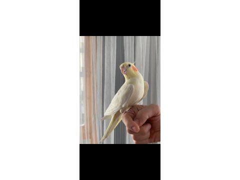 Erkek sultan papağanı lutino