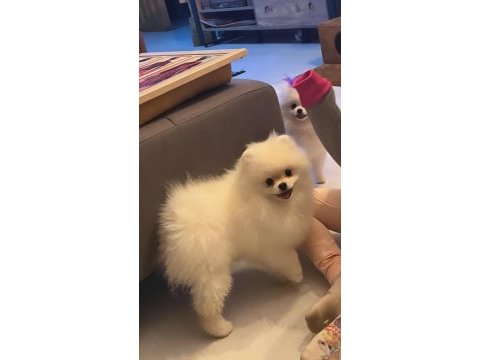 Yetişkin dişi pomeranian boo