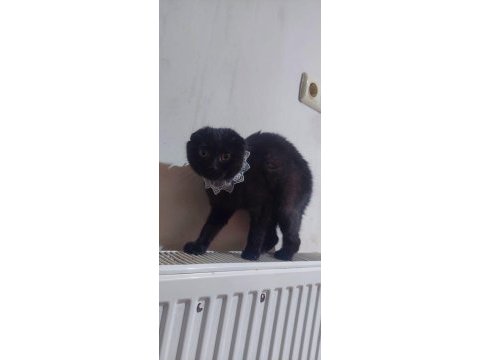 Siyah scottish fold