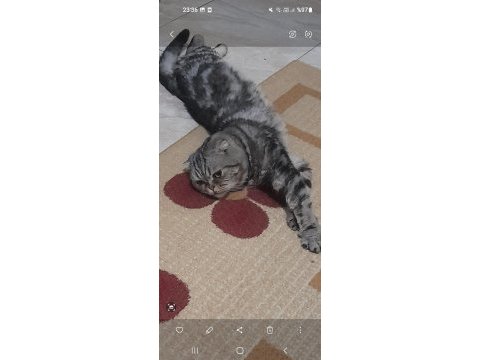 Evcil british shorthair kedimiz
