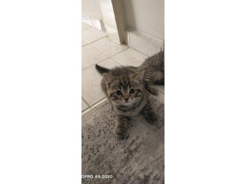 British shorthair yavrularımıza yuva arıyoruz