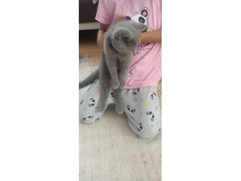 3 aylık british shorthair kedimiz