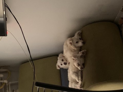 Spitz köpek