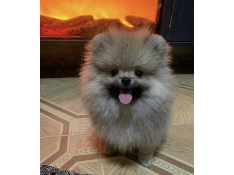 Bebek yüzlü pomeranian erkek prens