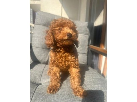 3 aylık erkek poodle