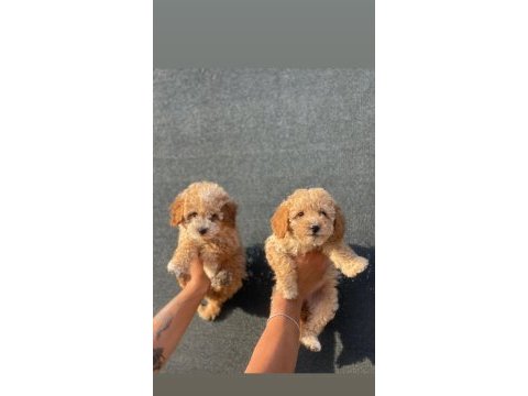 Bu güzel maltipoo yavrulardan sizinde olmasın mı?