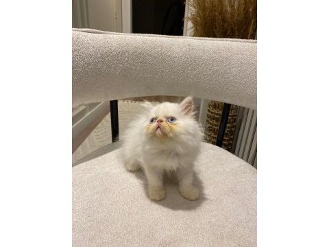 İran persian egzotik