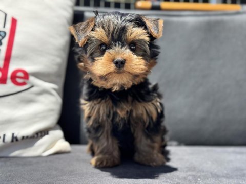 Wc eğitimli  tea cup yorkshire terrier 