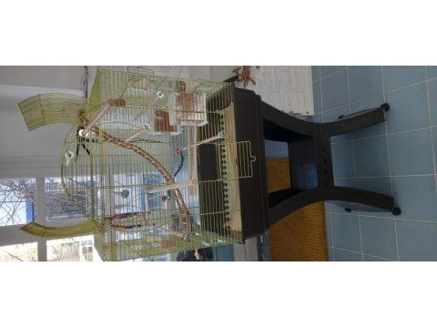 Muhabbet kuşum