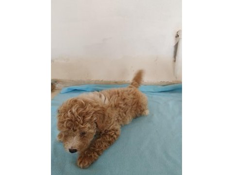 Aileden uygun yavru canlar toy poodle