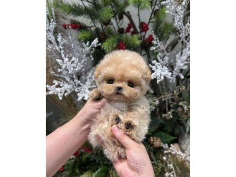 Kore kan maltipoo bebeklerim