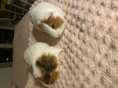 Guinea pig