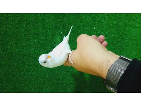 Erkek bebek muhabbet kuşu yeni yeme düştü