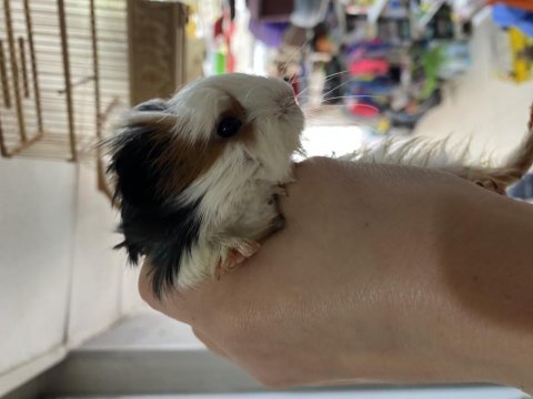 Ginepig yavrularımız 