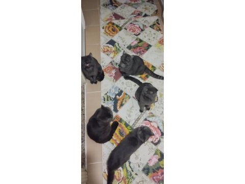 Yetiştirici olmak isteyenlere erkek ve dişi scottish fold