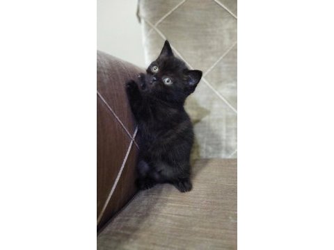 Kedi sahiplendirme british shorthair