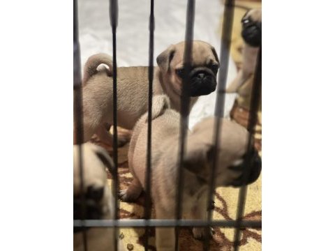 Anne altından sağlıklı sevimli orjınal pug yavruları