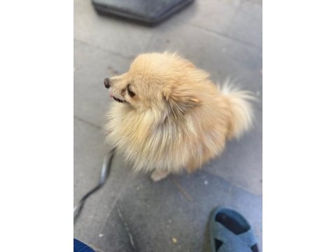3 yaşında erkek spitz