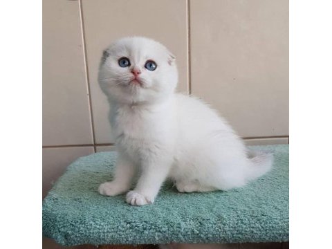 Bebek surat silver scottish fold 