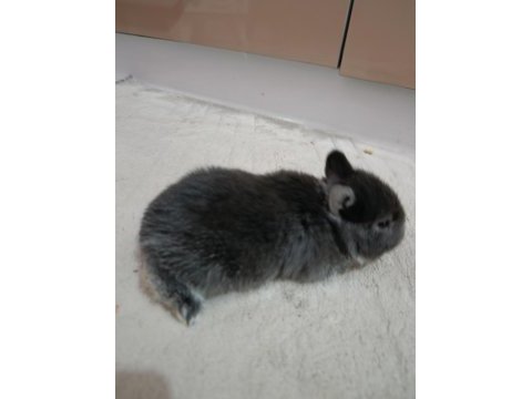 Safkan black otter cüce tavşan yavrular
