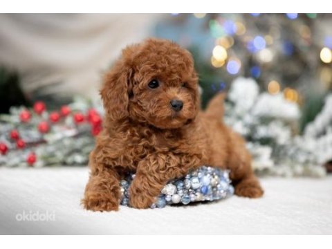 Şecereli anne baba boy garantili orijinal red toy poodle