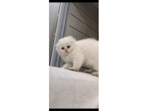 Scottish fold beyaz uzun tüylü