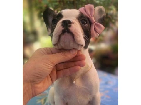 Safkan french bulldog yavrular