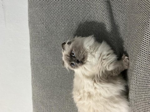 Uysal blue point dişi scottish fold