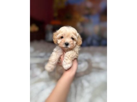 Maltipoo yavrularımız