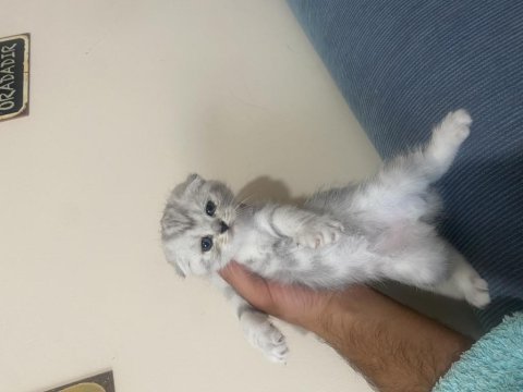 Eğitimli yavrular british shorthair