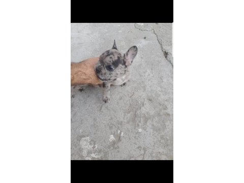 2 aylık merle french bulldog