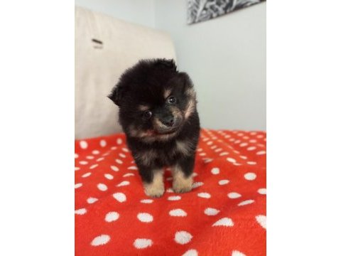 400 gram pomeranian