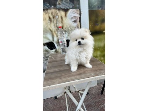 3 aylık kusursuz pomeranian boo bebek