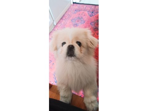 Pekinez köpeğime eş arıyorum