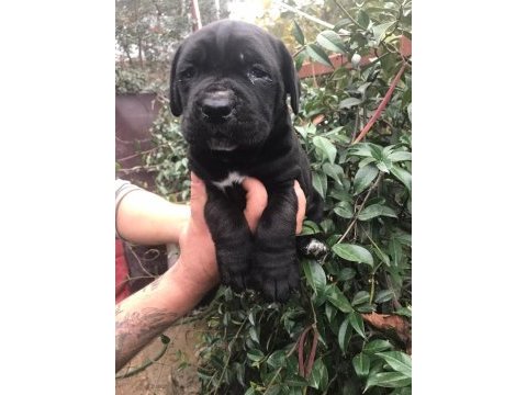 Siyah cane corso dişi yavrularım