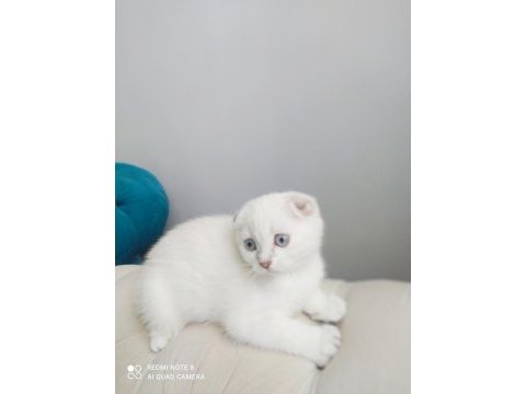 Birinci kalite kalıcı mavi gözlü scottish fold yavrular