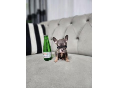 Micro boy exotic lilactan french bulldog erkek