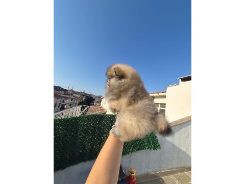Ayı surat pomeranian boo parti color