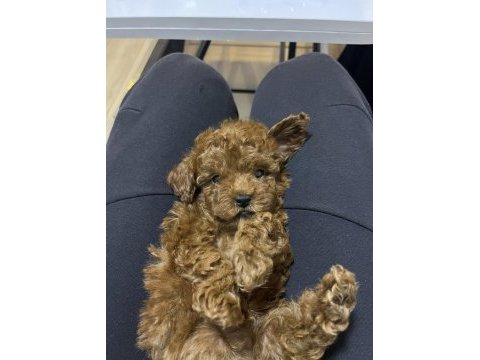 Korekan toy poodle bebekler